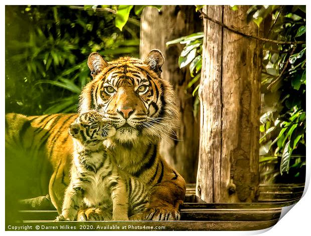 Sumatran Tiger Mother And Cub  Print by Darren Wilkes