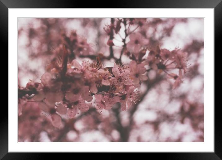 Cherry Blossom Framed Mounted Print by Marc Jones