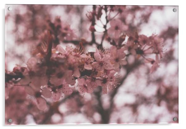 Cherry Blossom Acrylic by Marc Jones