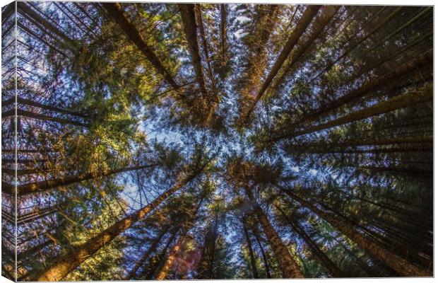In the Deep Pine Forest Canvas Print by Marc Jones