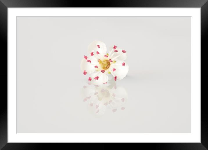 Single May blossom flower Framed Mounted Print by Ann Goodall