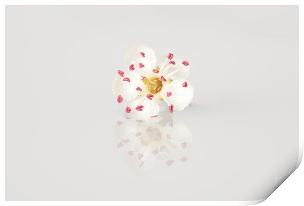 Single May blossom flower Print by Ann Goodall