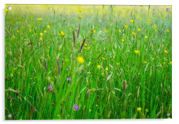 Buttercup Meadow Acrylic by Marc Jones