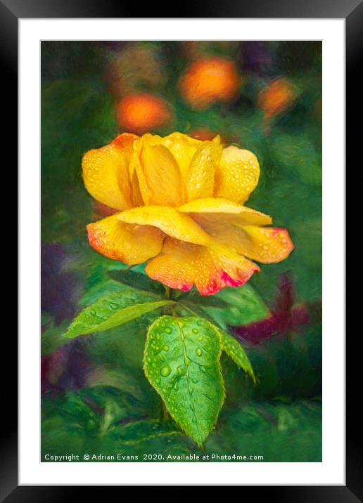 Yellow Rose Art Framed Mounted Print by Adrian Evans