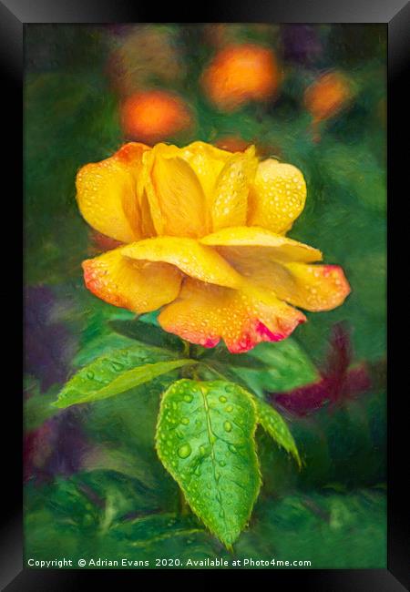 Yellow Rose Art Framed Print by Adrian Evans