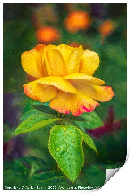 Yellow Rose Art Print by Adrian Evans