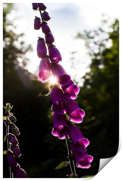 Evening Foxglove Print by Marc Jones