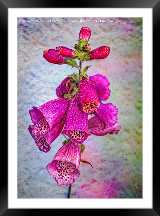 The Foxglove Framed Mounted Print by Adrian Evans