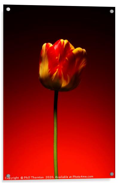 A single beautiful variegated yellow and red tulip Acrylic by Phill Thornton
