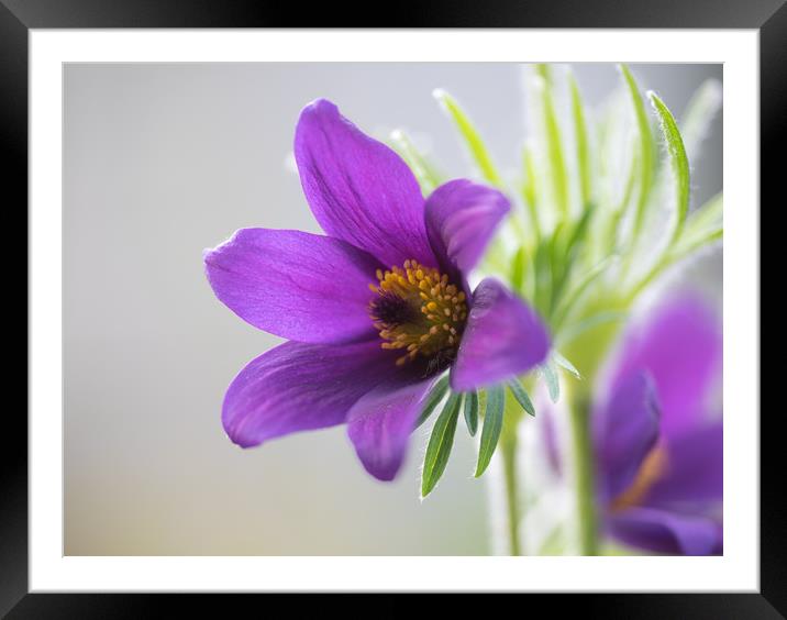 Phlox Violet Pinwheel  Framed Mounted Print by Ann Goodall