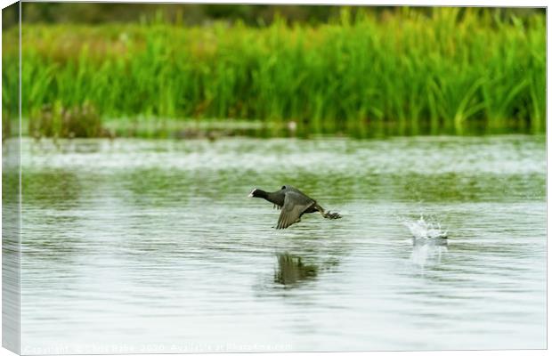 Coot sprinting over water Canvas Print by Chris Rabe