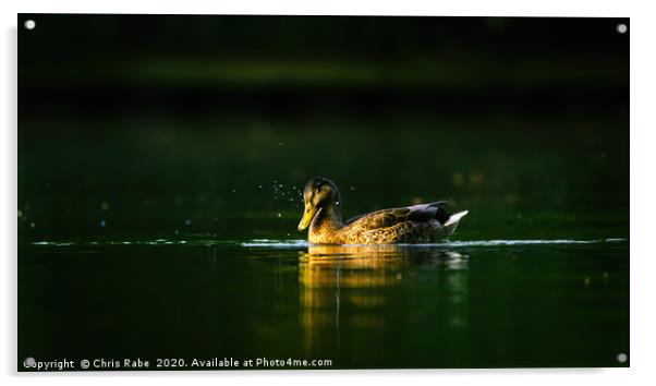 Mallard Duck at dawn on the Thames Acrylic by Chris Rabe