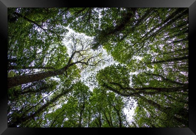 Lungs of the World Framed Print by Marc Jones