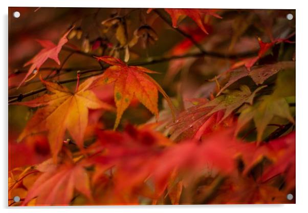 Autumn Red Acrylic by Marc Jones