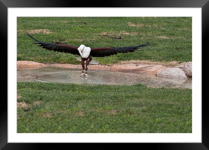 Fish Eagle Framed Mounted Print by Peter West