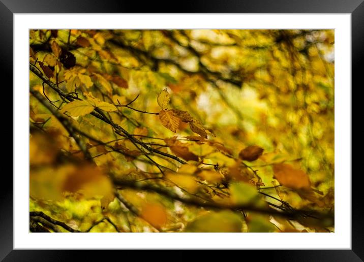 Golden Autumn Framed Mounted Print by Marc Jones