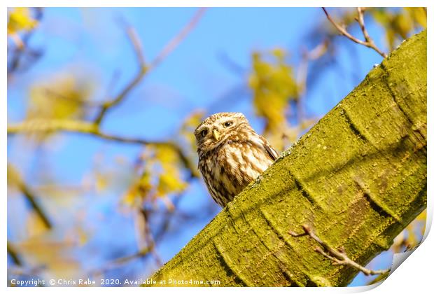 Little Owl in autumn Print by Chris Rabe