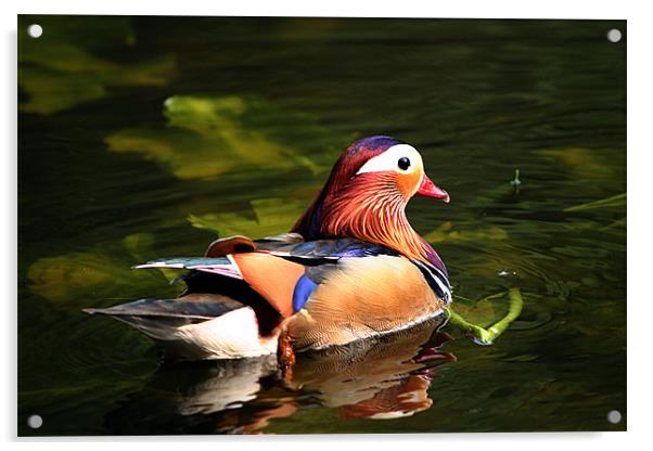 Mandarin Duck Acrylic by Doug McRae