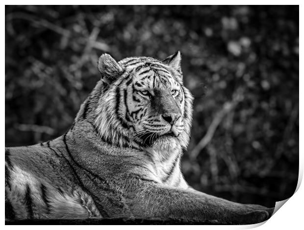 Amur Tiger Print by Mark Llewellyn