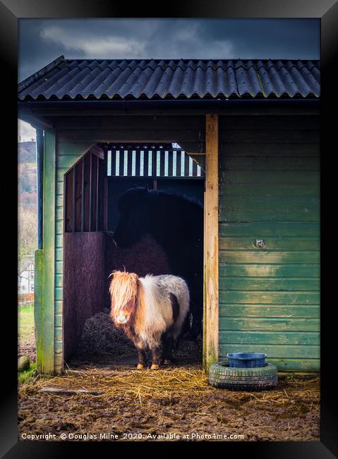 Shetland Pony in Rustic Stable Framed Print by Douglas Milne