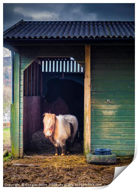 Shetland Pony in Rustic Stable Print by Douglas Milne