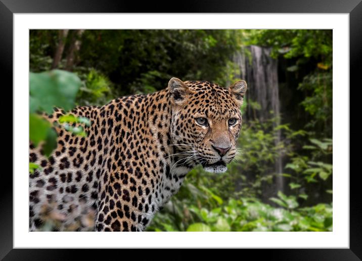 Javan Leopard and Waterfall Framed Mounted Print by Arterra 
