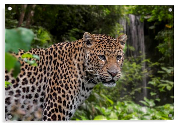 Javan Leopard and Waterfall Acrylic by Arterra 