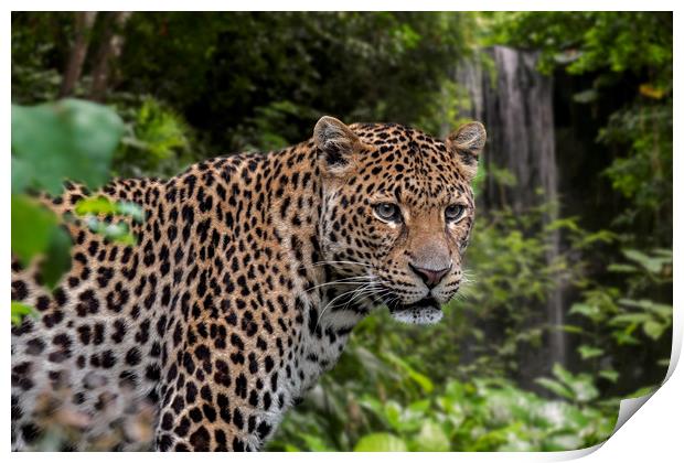 Javan Leopard and Waterfall Print by Arterra 