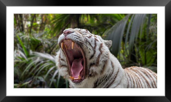 Growling White Tiger Framed Mounted Print by Arterra 