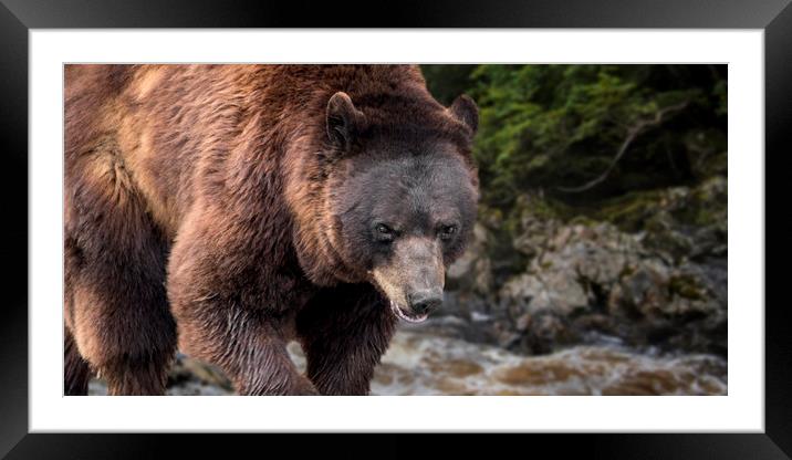 European Brown Bear  Framed Mounted Print by Arterra 