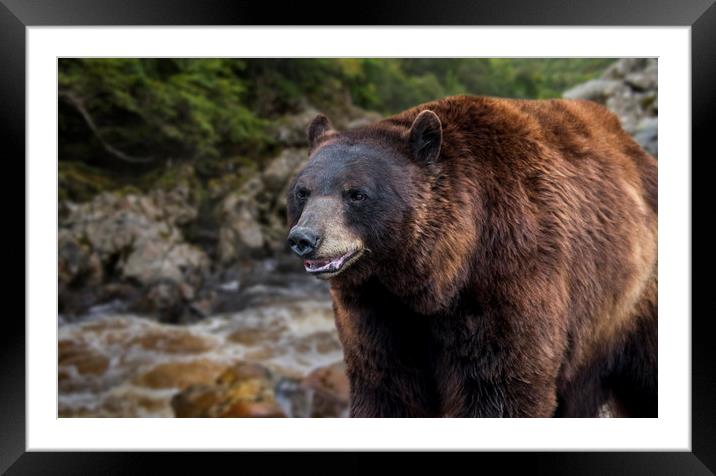 Bear on Riverbank Framed Mounted Print by Arterra 