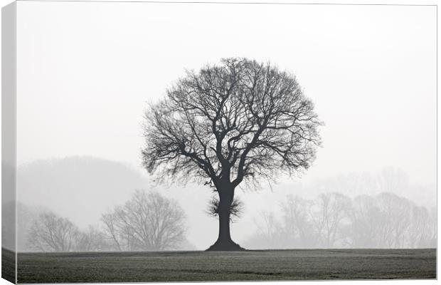 English Oak Tree in Mist Canvas Print by Arterra 