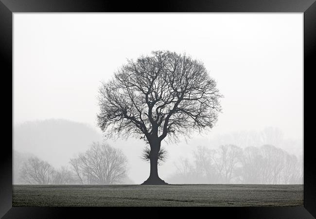 English Oak Tree in Mist Framed Print by Arterra 