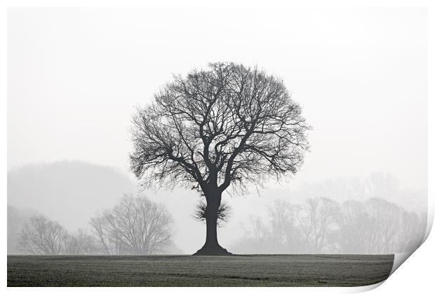 English Oak Tree in Mist Print by Arterra 