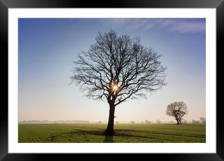 English Oak Tree at Sunrise Framed Mounted Print by Arterra 
