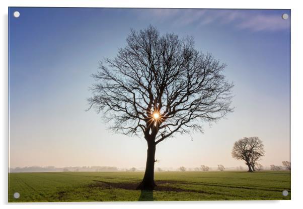 English Oak Tree at Sunrise Acrylic by Arterra 