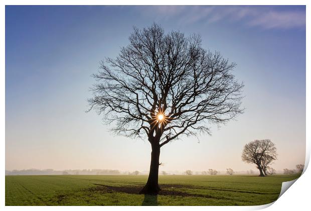 English Oak Tree at Sunrise Print by Arterra 