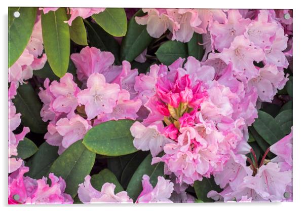 Rhododendron Comte du Parc Acrylic by Arterra 