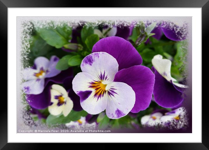 Purple white pansies Framed Mounted Print by Marinela Feier