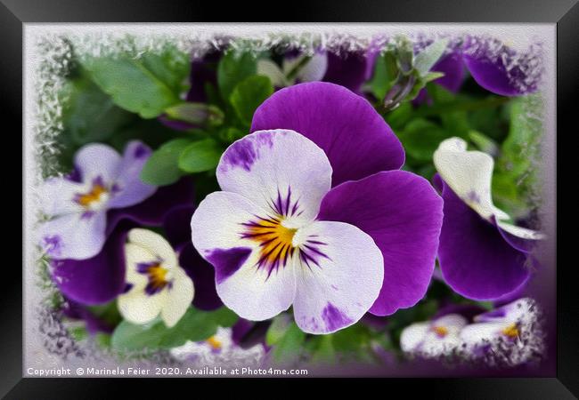 Purple white pansies Framed Print by Marinela Feier