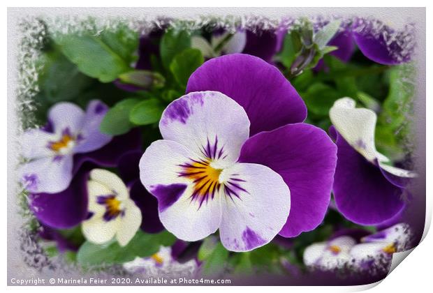 Purple white pansies Print by Marinela Feier