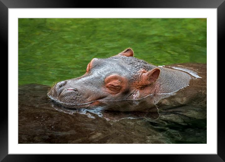 Sleeping Baby Hippo Framed Mounted Print by Arterra 