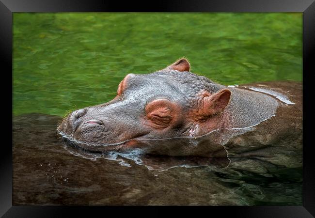 Sleeping Baby Hippo Framed Print by Arterra 