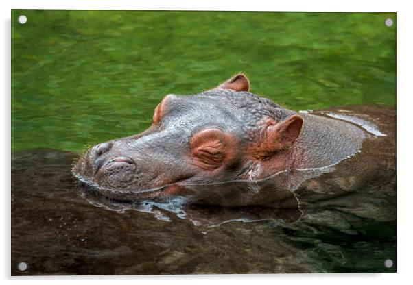 Sleeping Baby Hippo Acrylic by Arterra 
