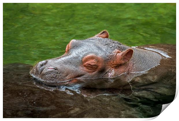 Sleeping Baby Hippo Print by Arterra 