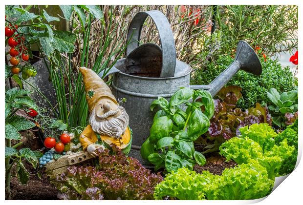 Gnome in Kitchen Garden Print by Arterra 