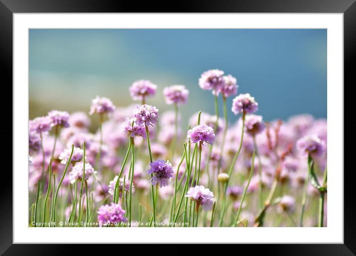 Sea Pinks on the Coastpath Framed Mounted Print by Rosie Spooner