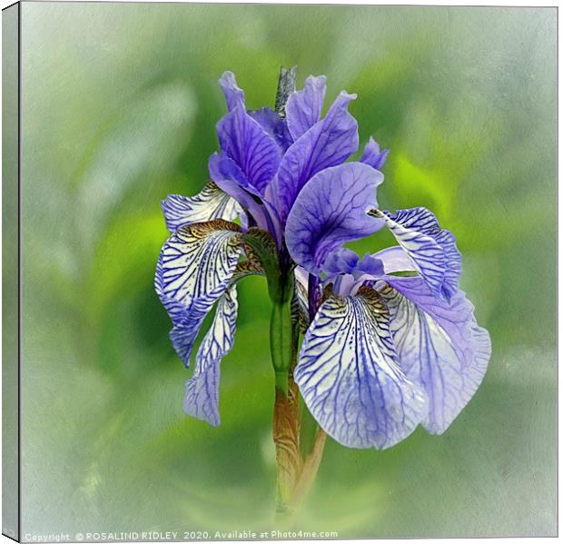 "Portrait of an Iris" Canvas Print by ROS RIDLEY