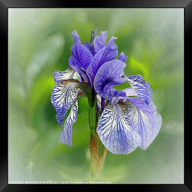 "Portrait of an Iris" Framed Print by ROS RIDLEY