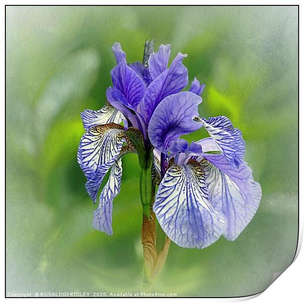 "Portrait of an Iris" Print by ROS RIDLEY
